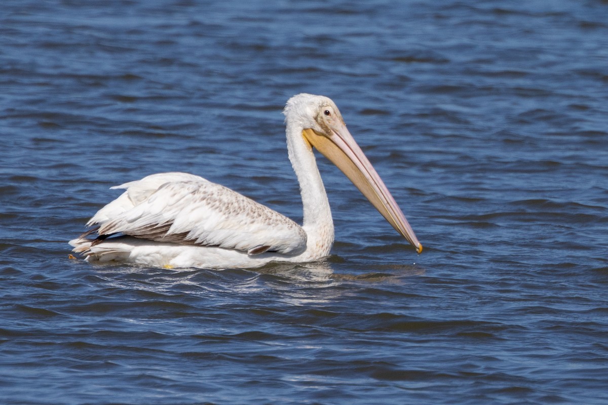 pelikán severoamerický - ML619859718