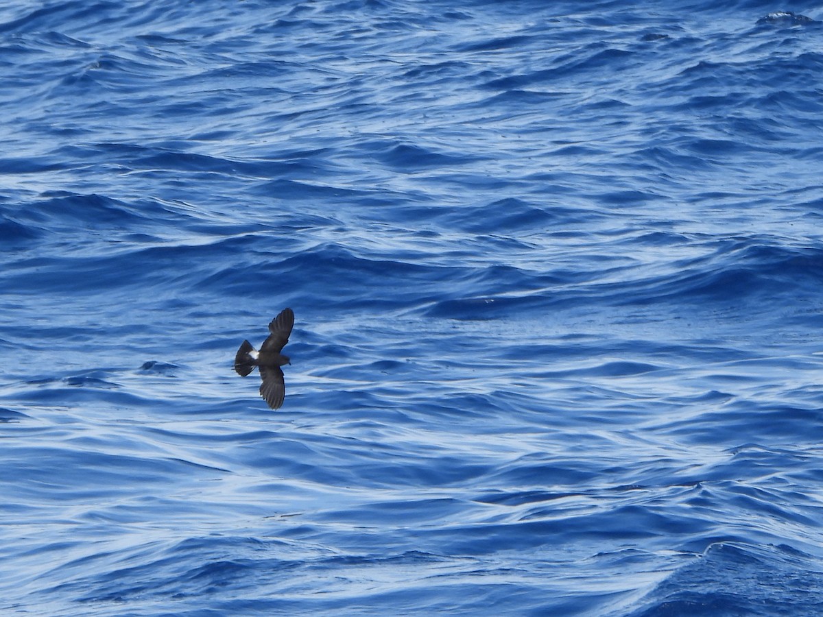黃蹼洋海燕 - ML619859747