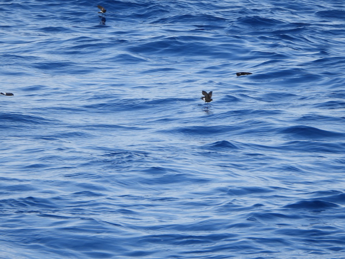 黃蹼洋海燕 - ML619859753