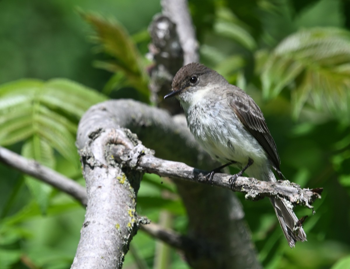 Eastern Phoebe - ML619859768