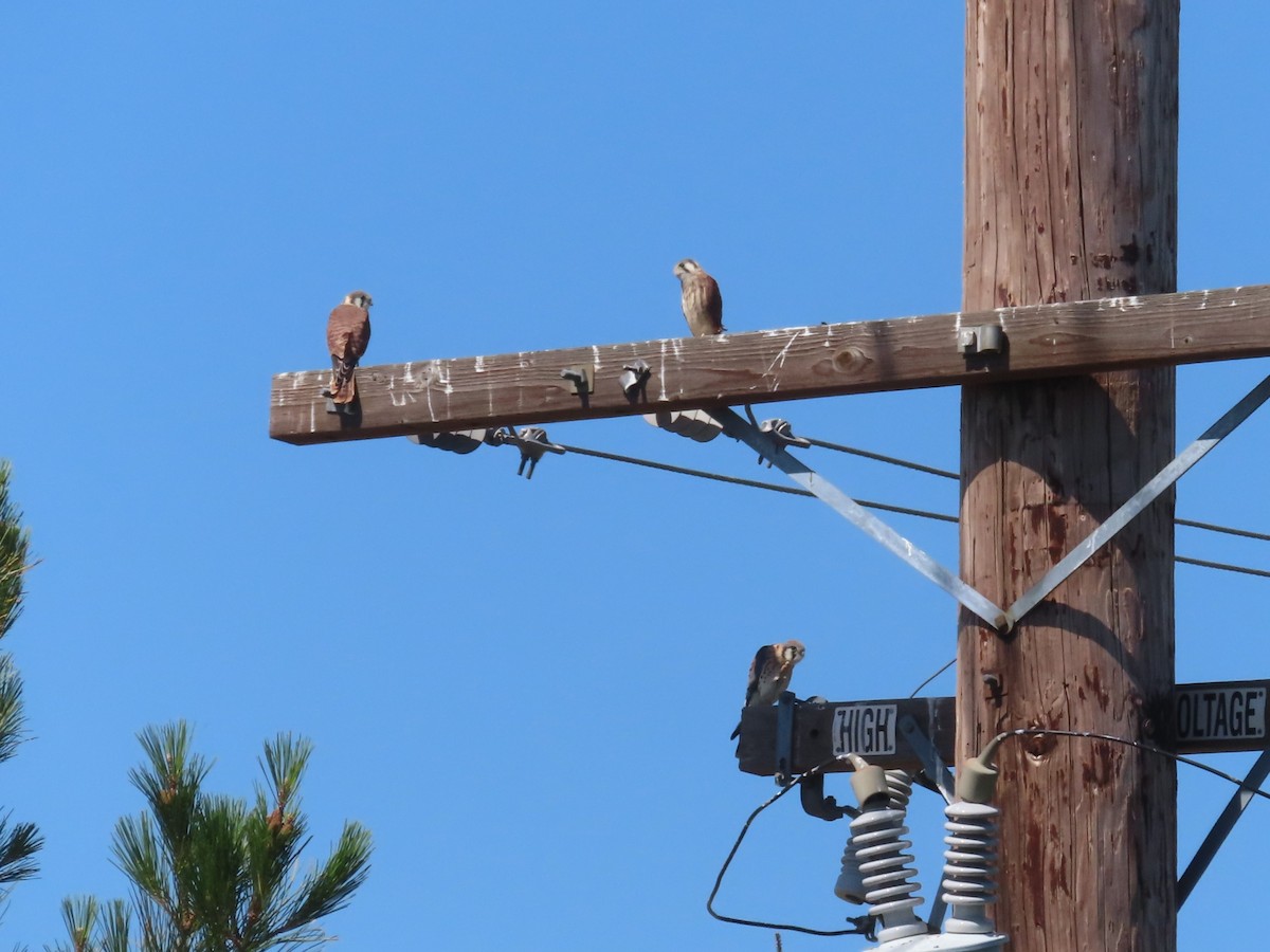 American Kestrel - ML619859771