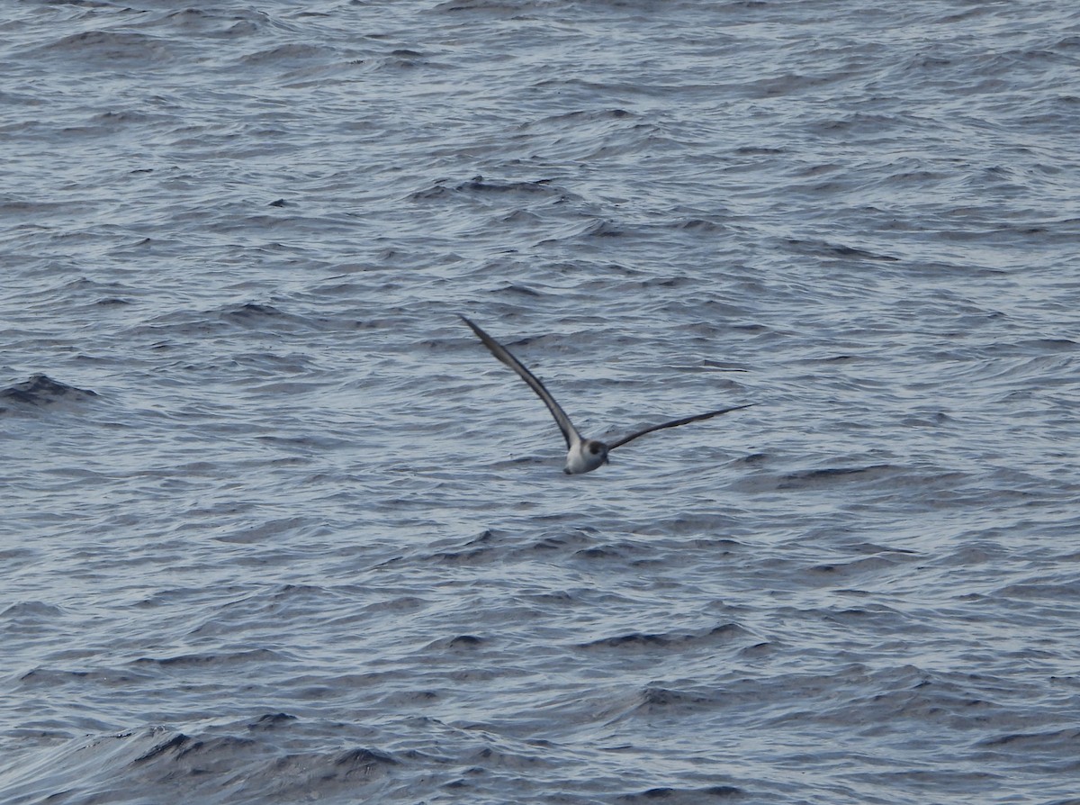 Petrel Antillano - ML619859783