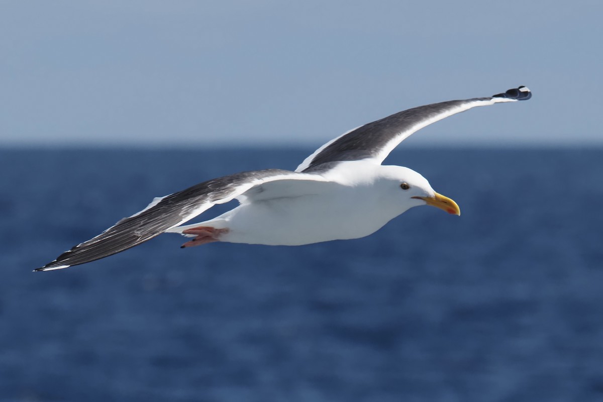 Western Gull - ML619859792