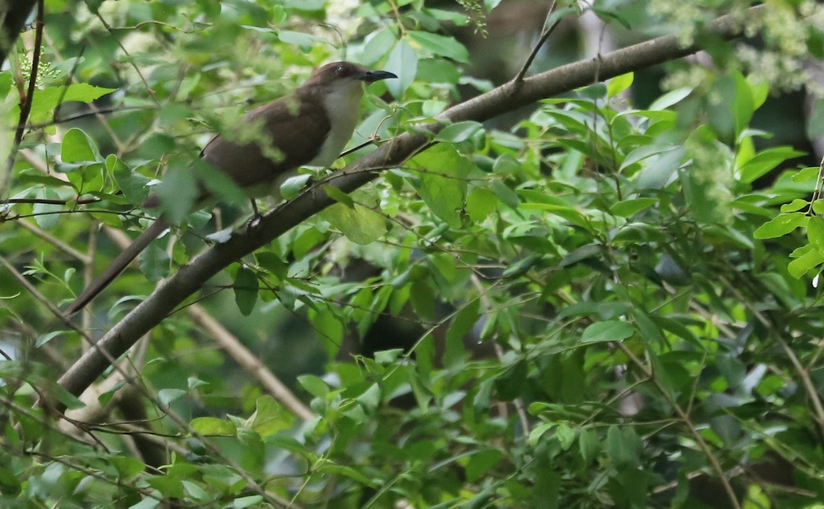 Black-billed Cuckoo - ML619859793