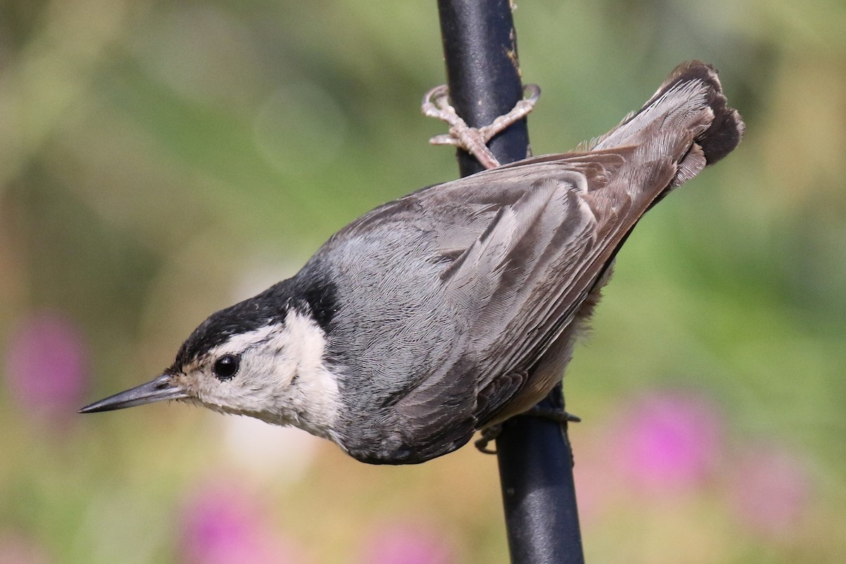 White-breasted Nuthatch - ML619859798