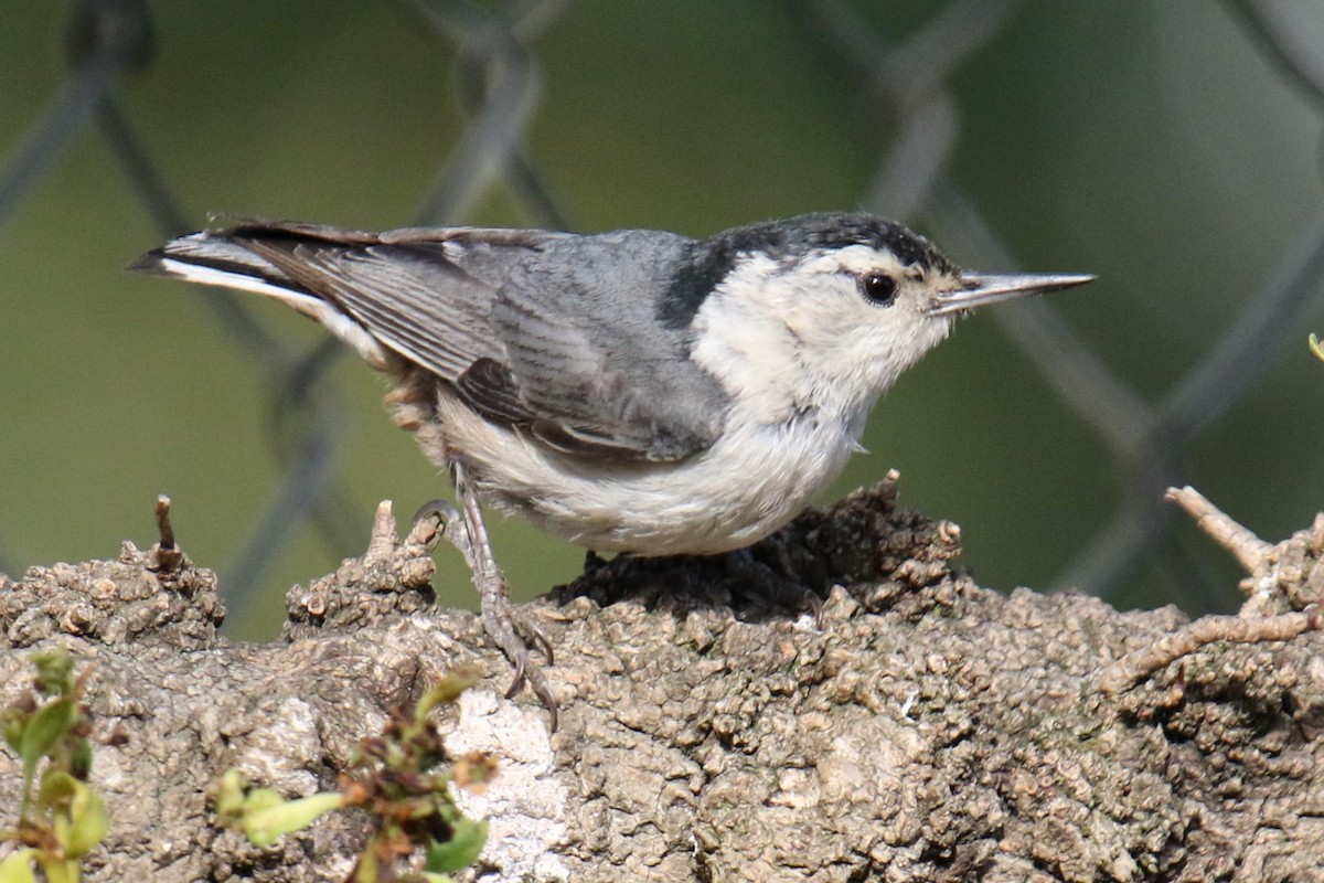 White-breasted Nuthatch - ML619859800