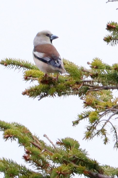 Hawfinch - ML619859810