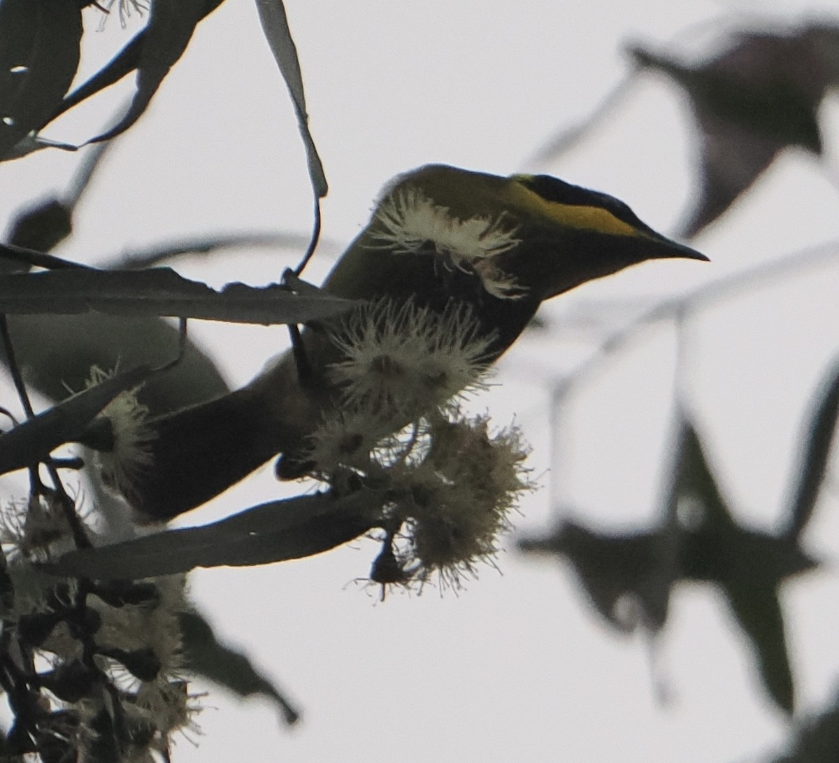 Yellow-tufted Honeyeater - ML619859820