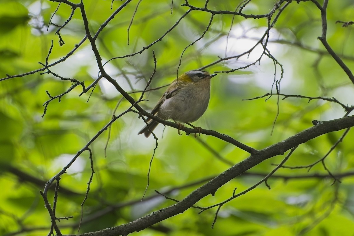 Common Firecrest - ML619859826