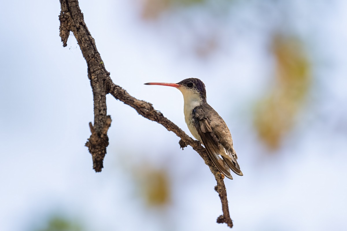 kolibřík fialovokorunkatý - ML619859840