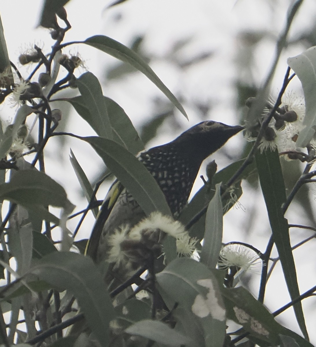 Regent Honeyeater - ML619859848