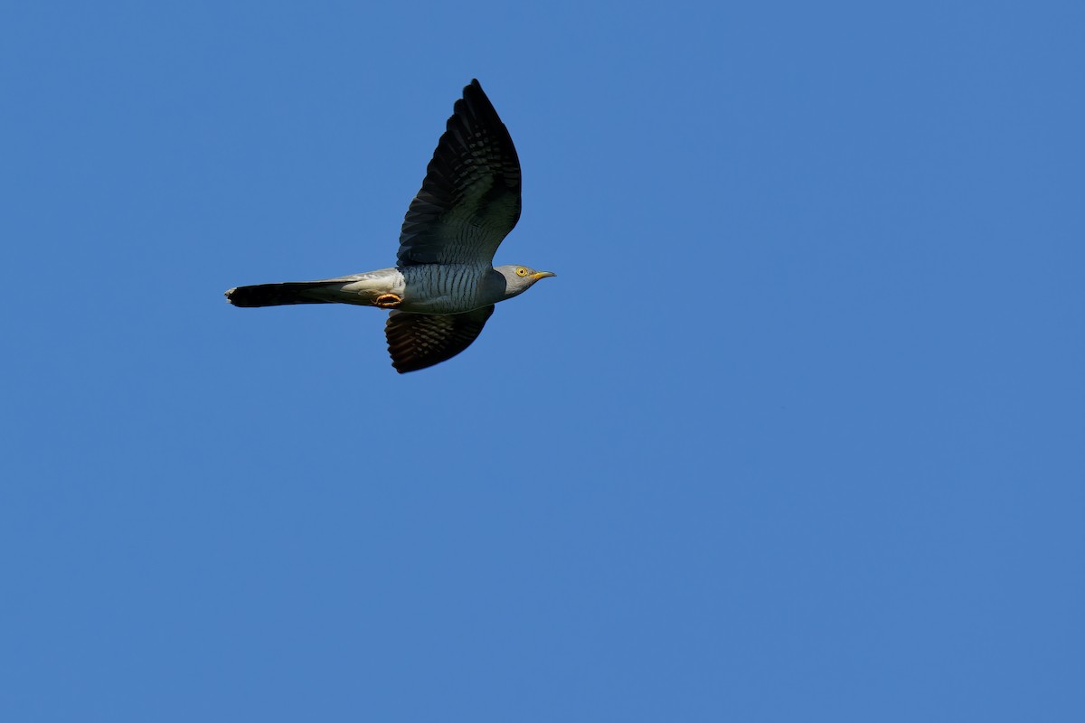 Common Cuckoo - ML619859849