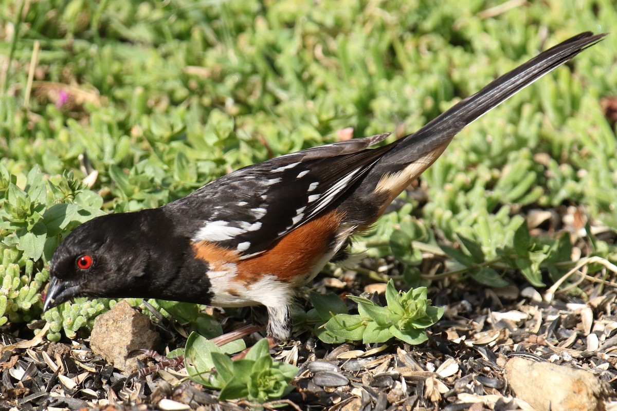 Spotted Towhee - ML619859851