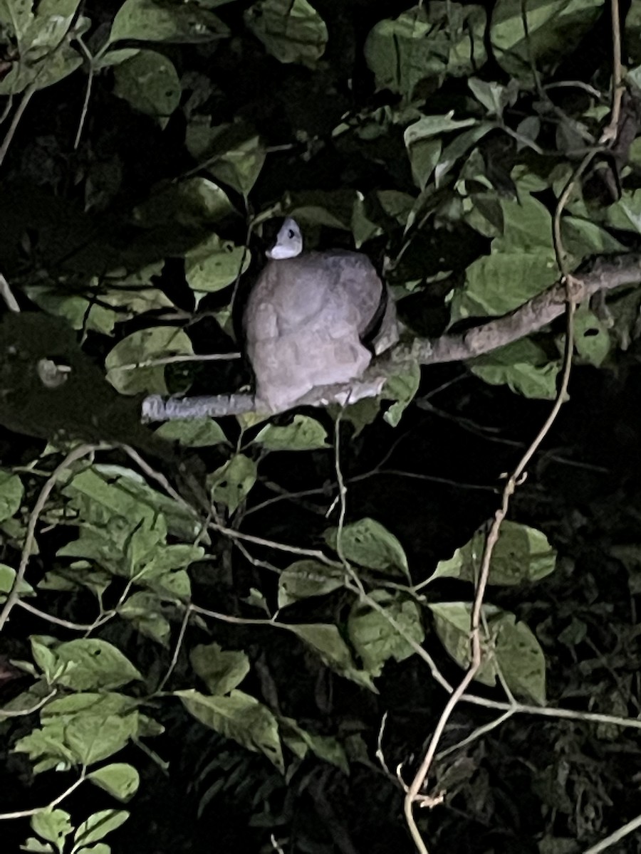 White-throated Tinamou - ML619859855