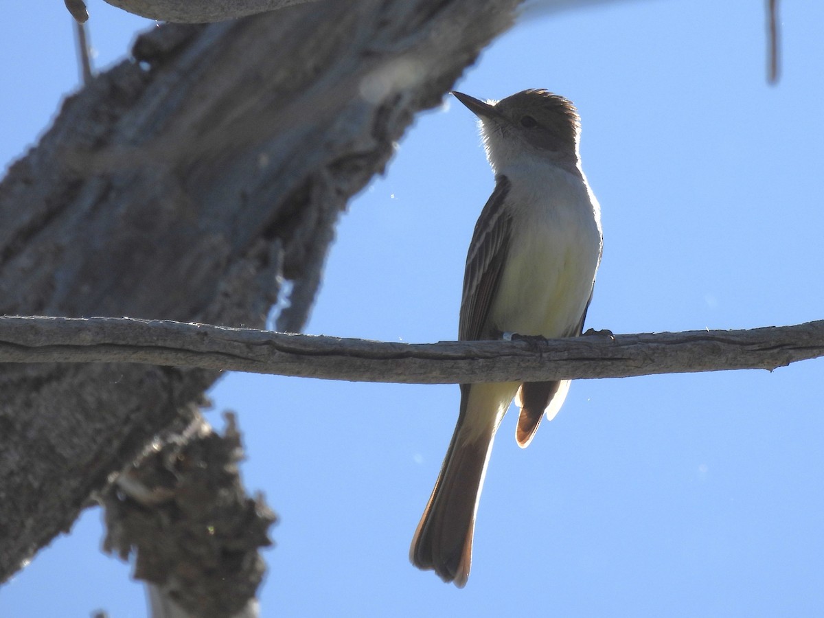 Ash-throated Flycatcher - ML619859866