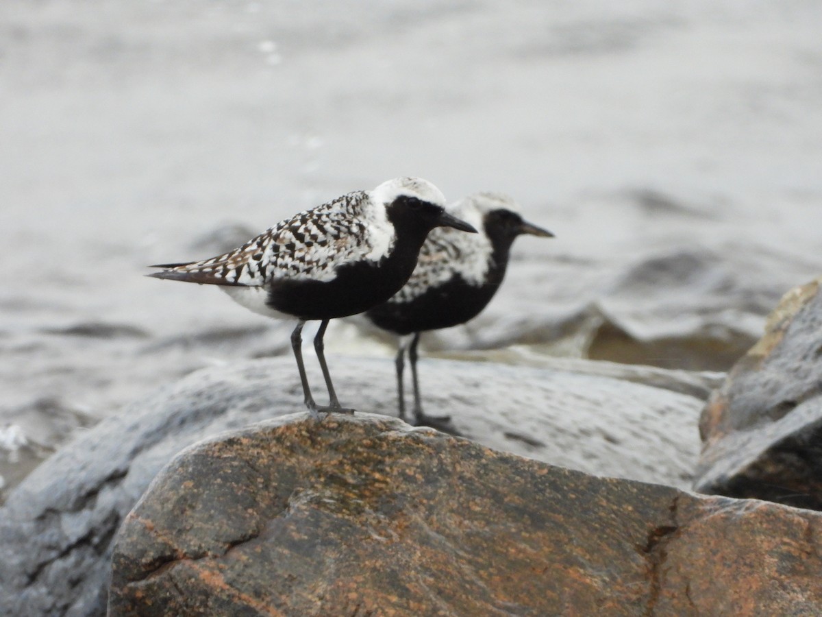 Black-bellied Plover - ML619859875