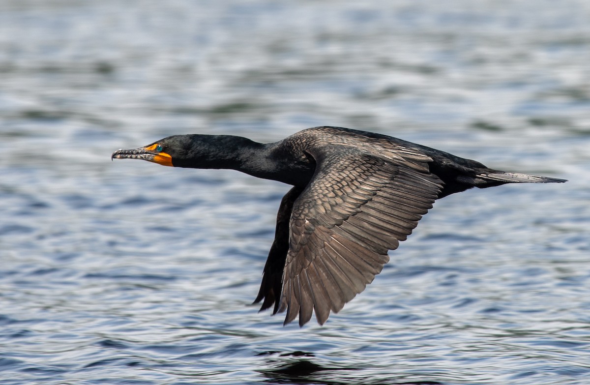 Cormoran à aigrettes - ML619859876