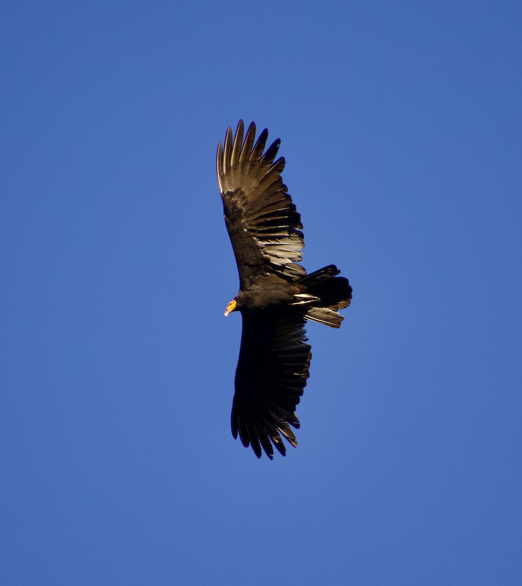 Greater Yellow-headed Vulture - ML619859887