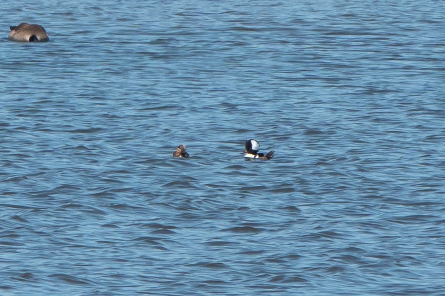 Hooded Merganser - ML619859892