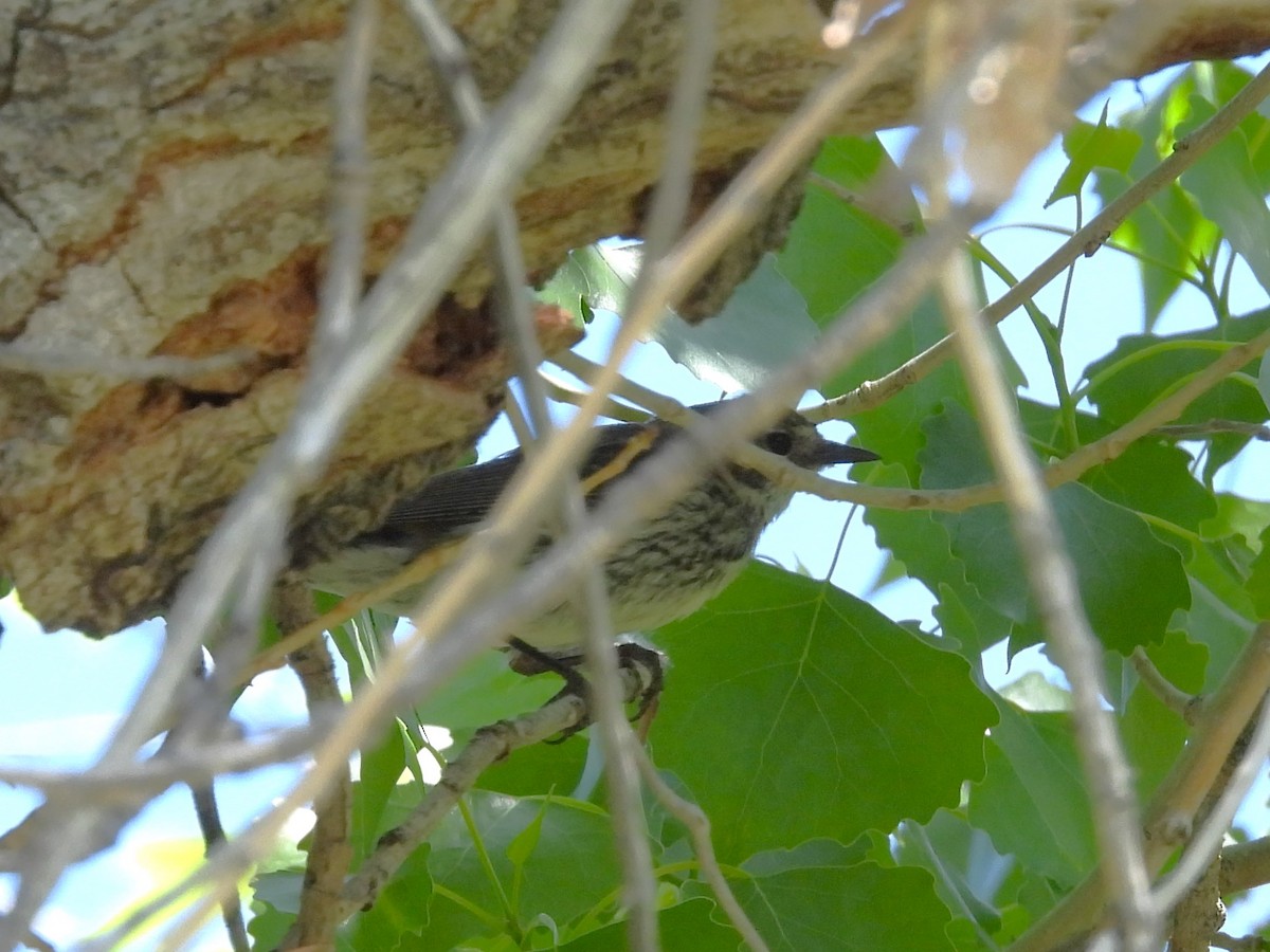 new world warbler sp. - ML619859900