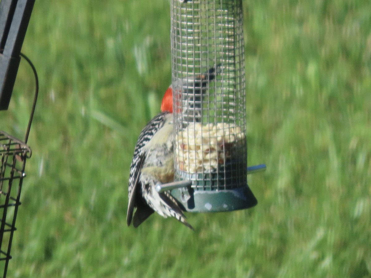 Red-bellied Woodpecker - ML619859904
