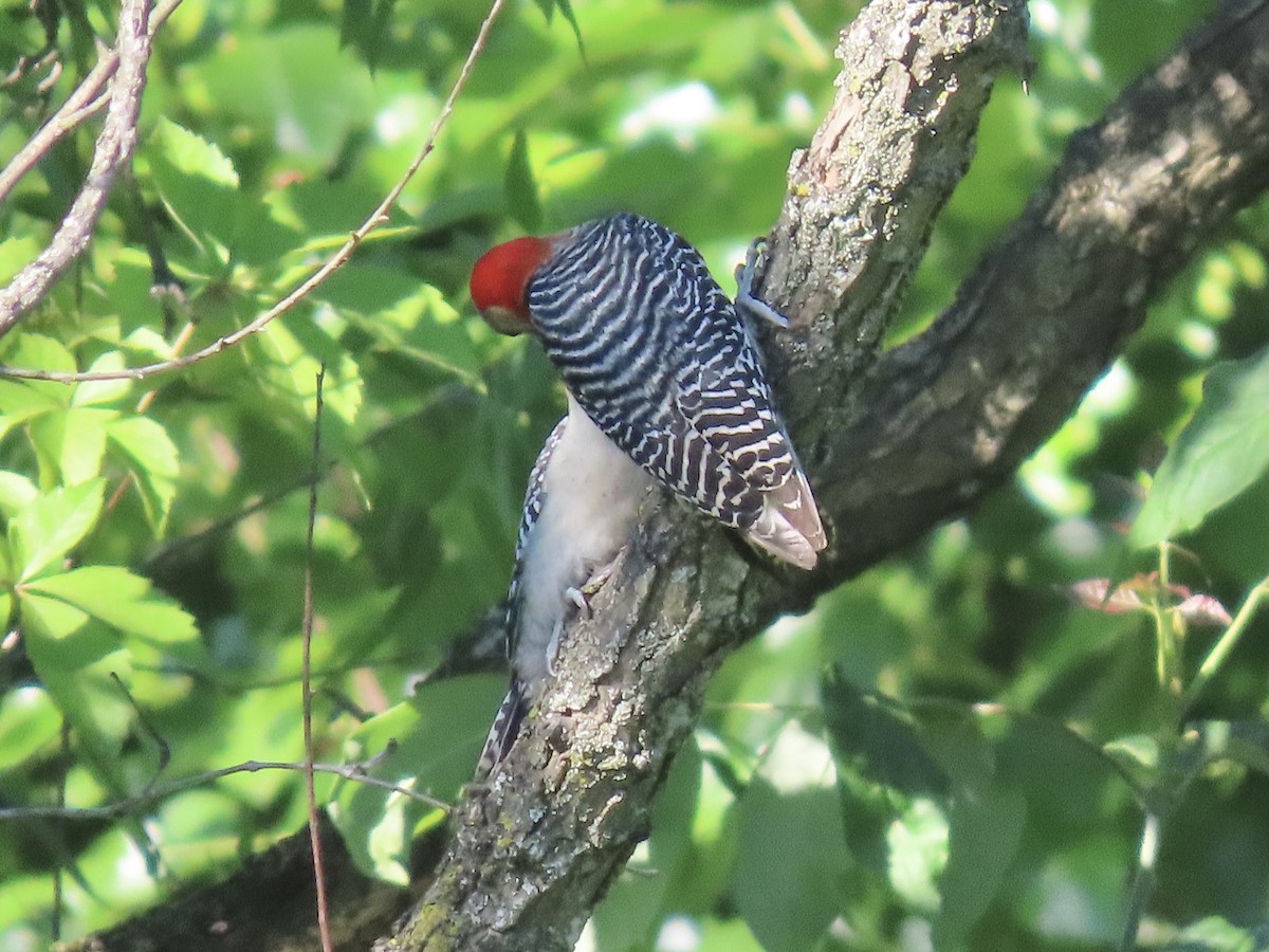 Red-bellied Woodpecker - ML619859910
