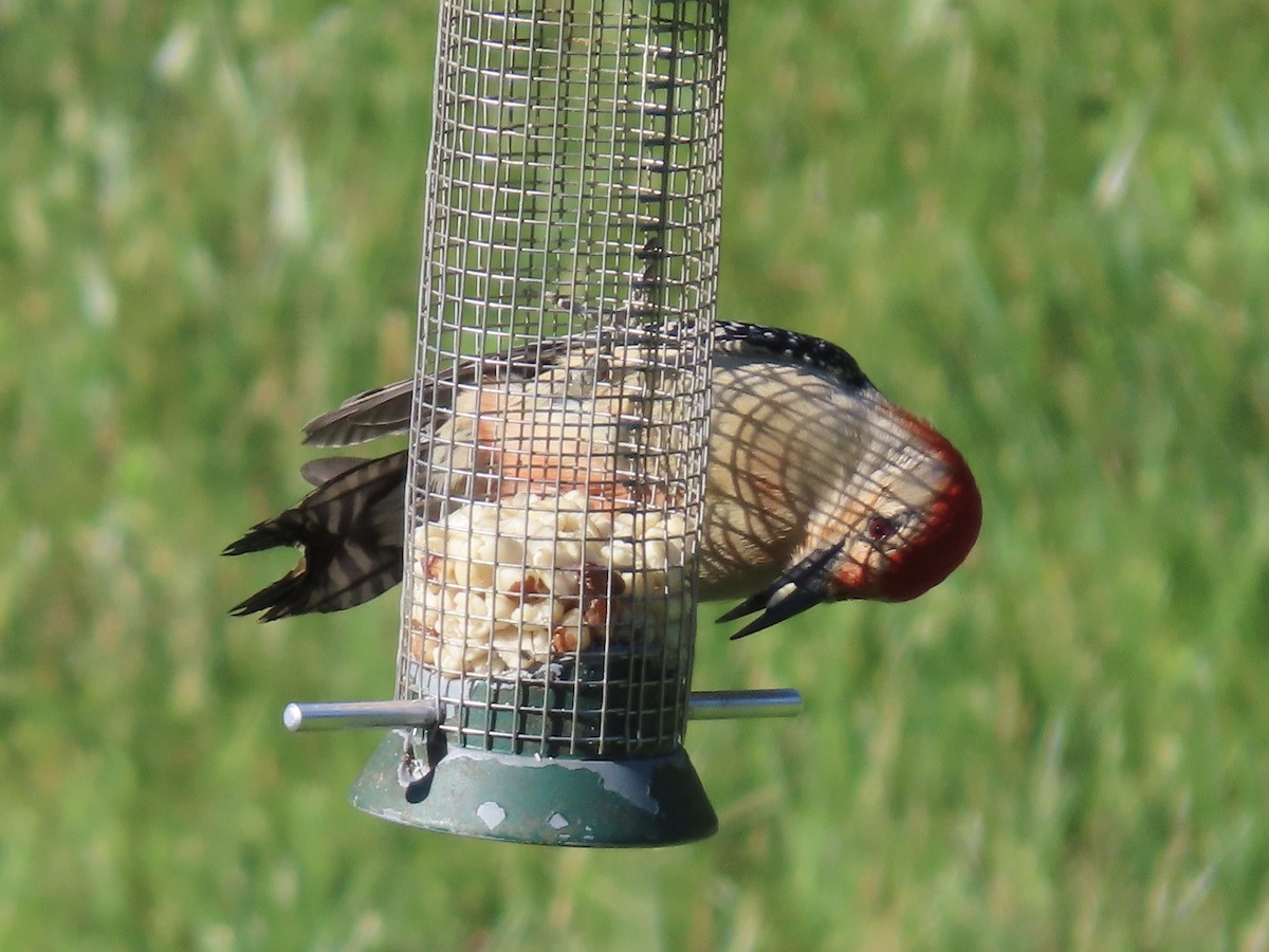 Red-bellied Woodpecker - ML619859913