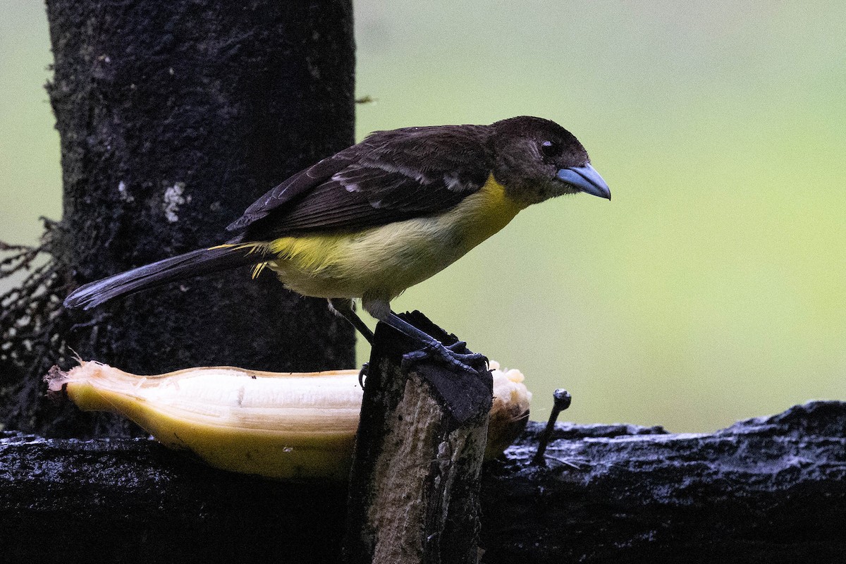 Flame-rumped Tanager (Flame-rumped) - ML619859917