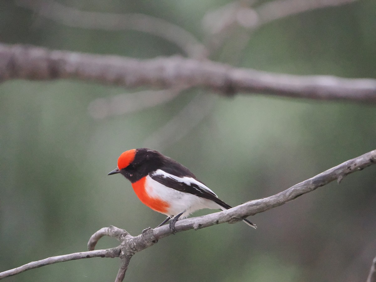 Red-capped Robin - ML619859921
