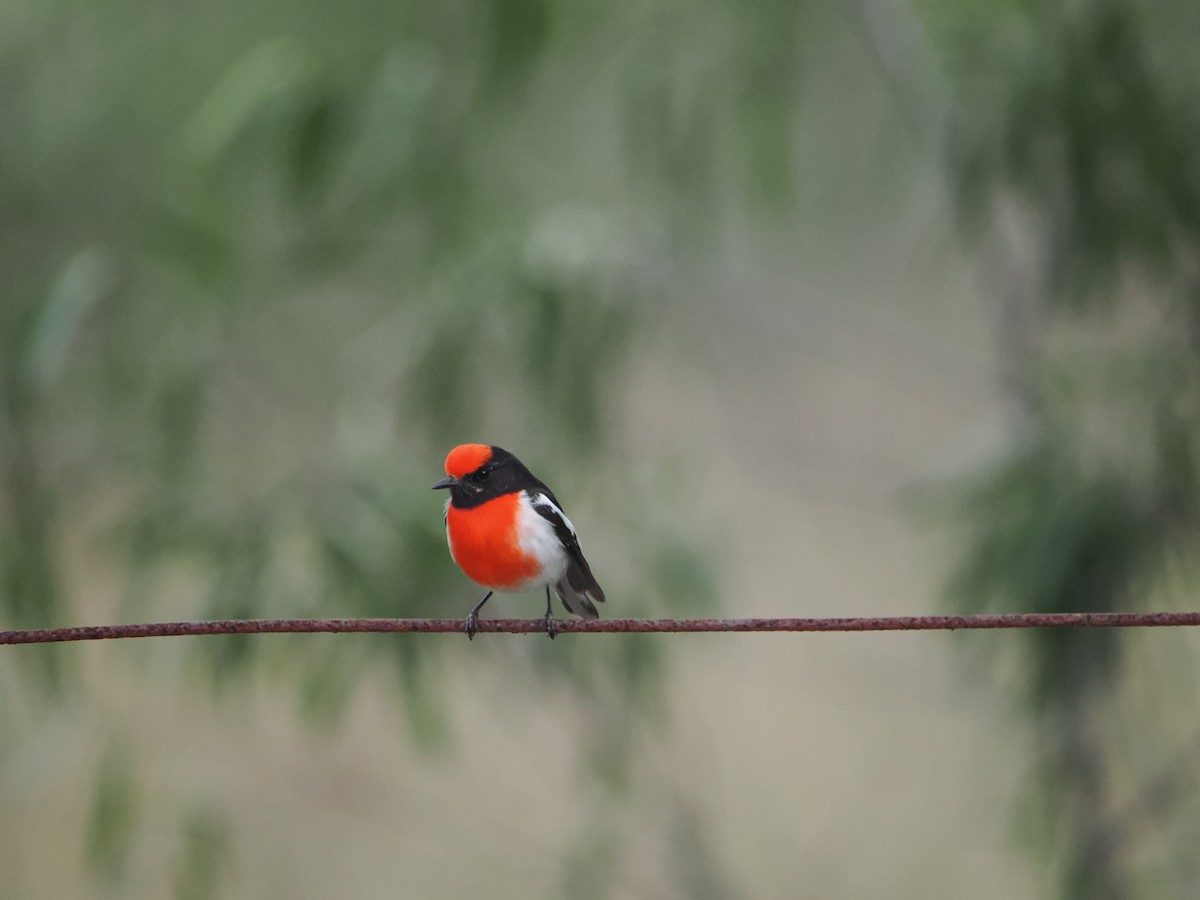 Red-capped Robin - ML619859922