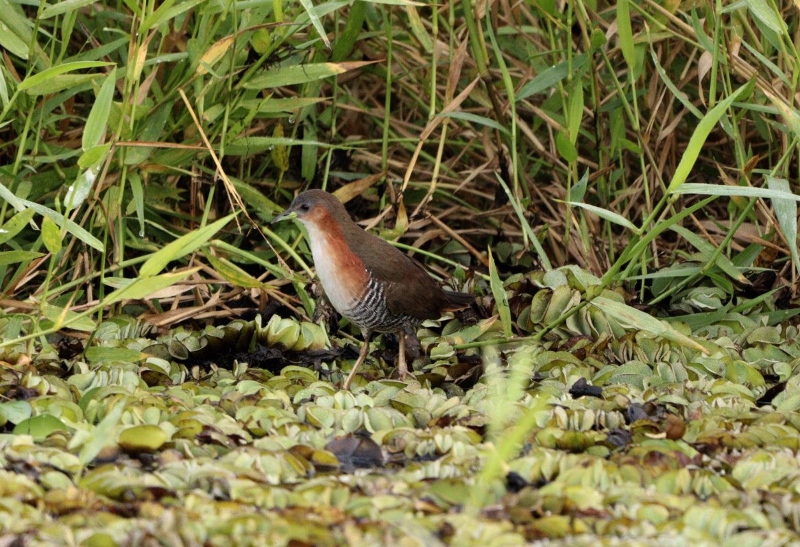 Rufous-sided Crake - ML619859935