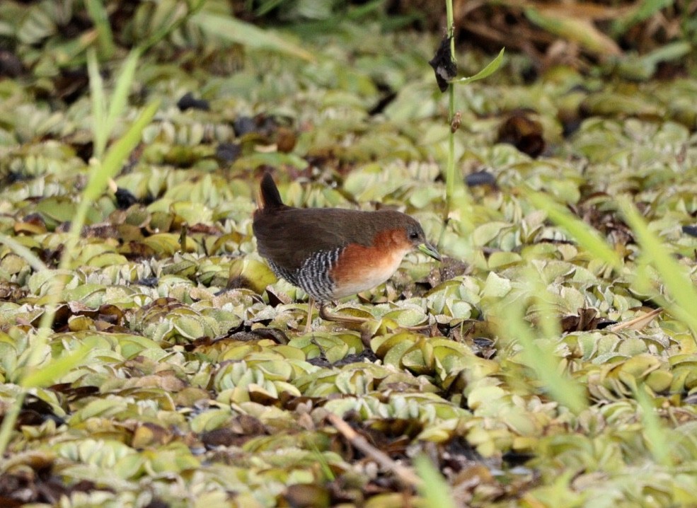 Rufous-sided Crake - ML619859936