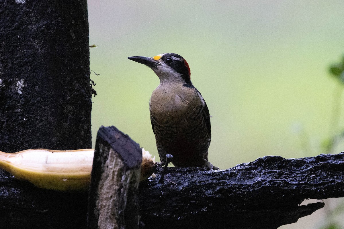 Black-cheeked Woodpecker - ML619859937