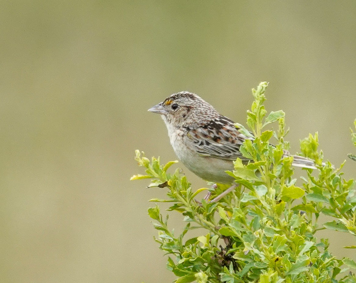 Grasshopper Sparrow - ML619859942