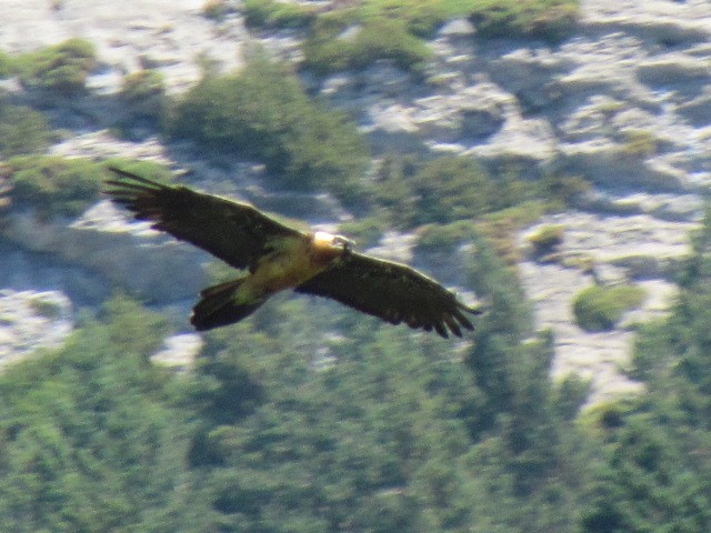 Bearded Vulture - ML619859952