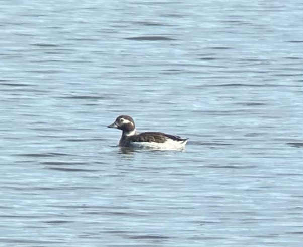 Long-tailed Duck - ML619859962