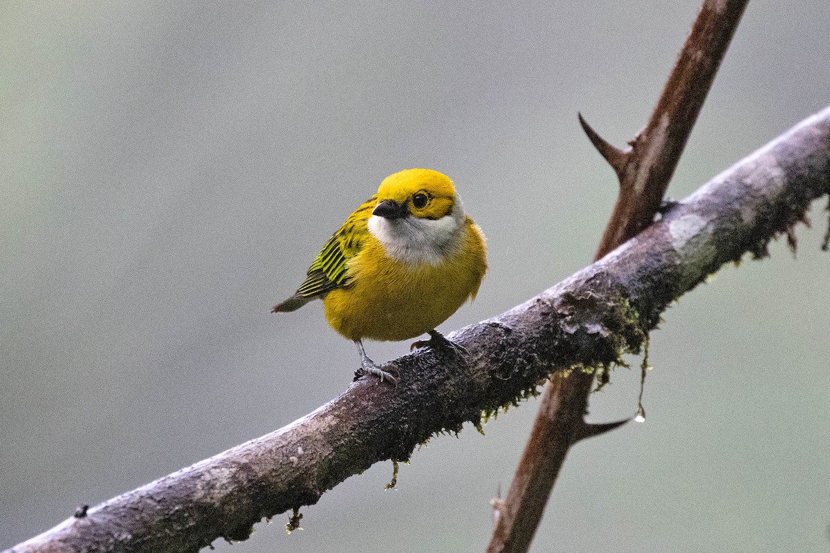 Silver-throated Tanager - ML619859970