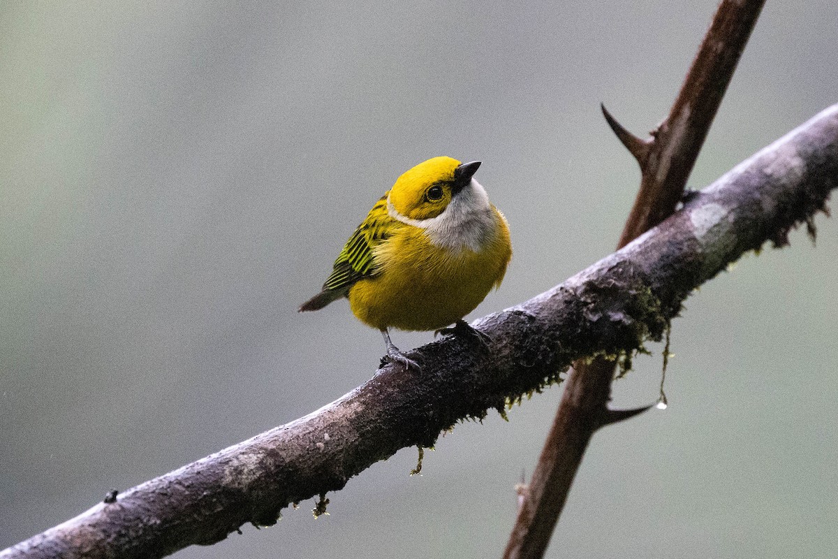 Silver-throated Tanager - ML619859973
