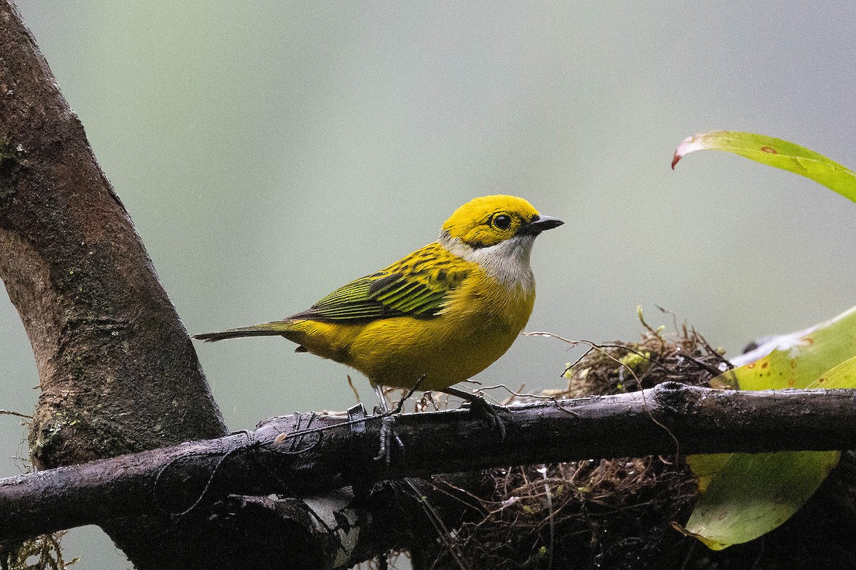 Silver-throated Tanager - ML619859975