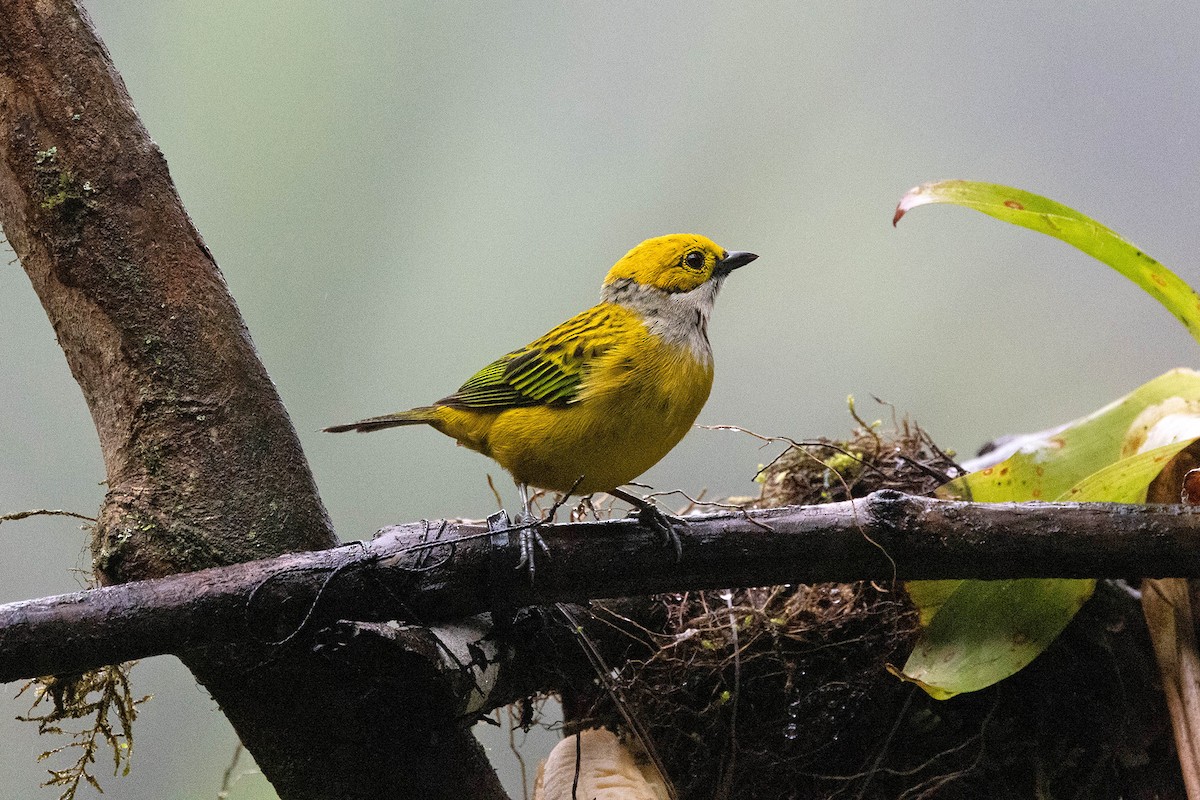 Silver-throated Tanager - ML619859977
