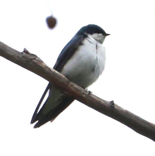 Tree Swallow - ML619859978