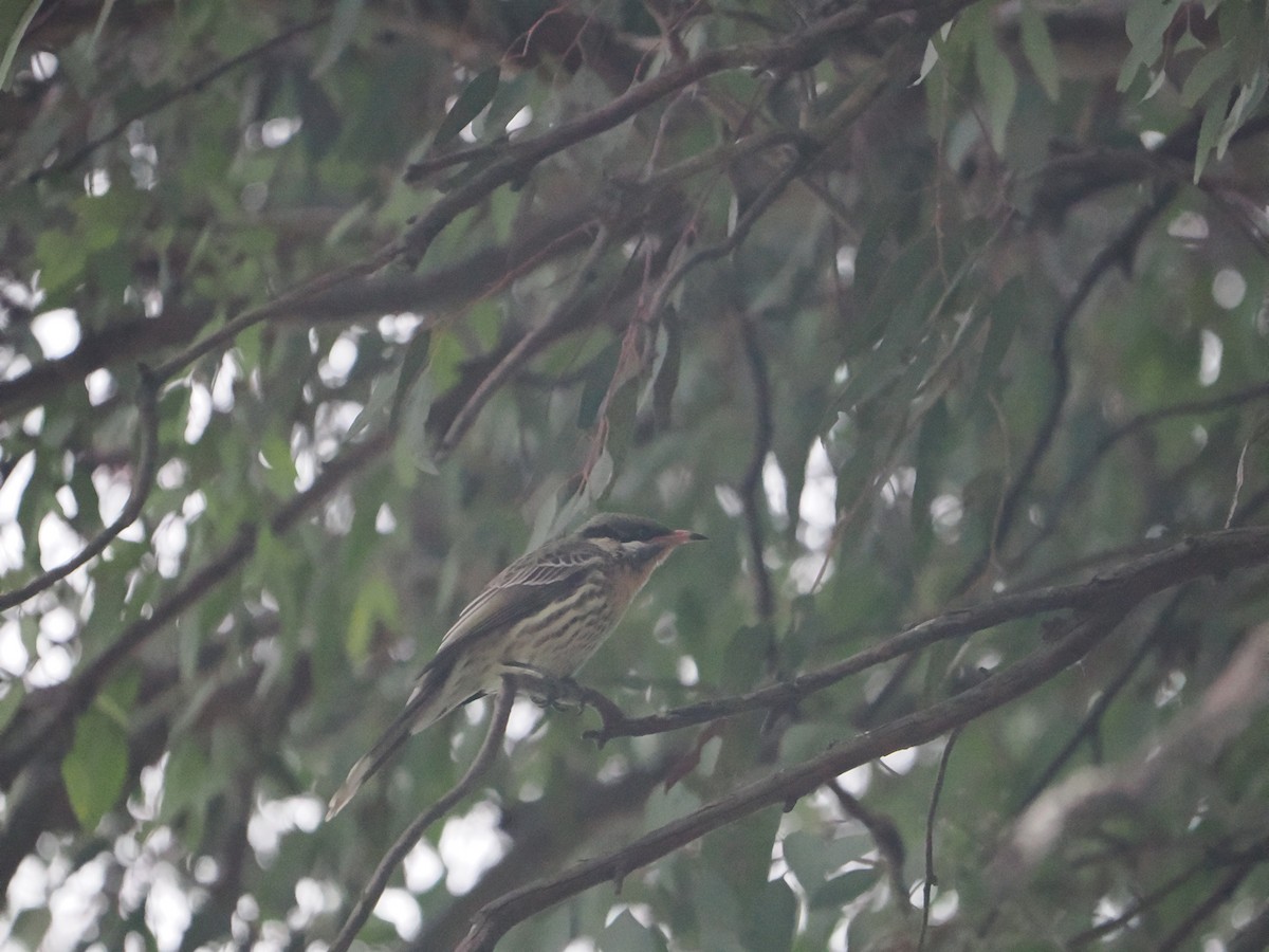 Spiny-cheeked Honeyeater - ML619859983