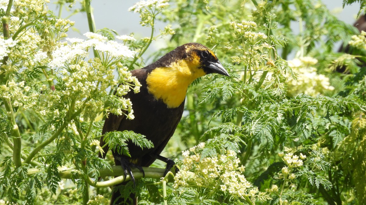 Yellow-headed Blackbird - ML619859985