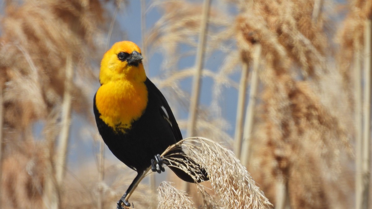 Yellow-headed Blackbird - ML619859987