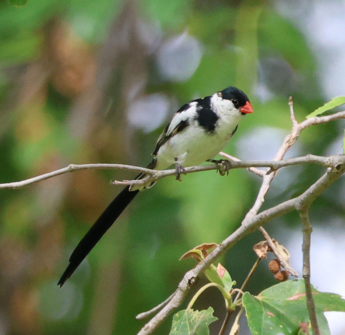 Pin-tailed Whydah - ML619859994
