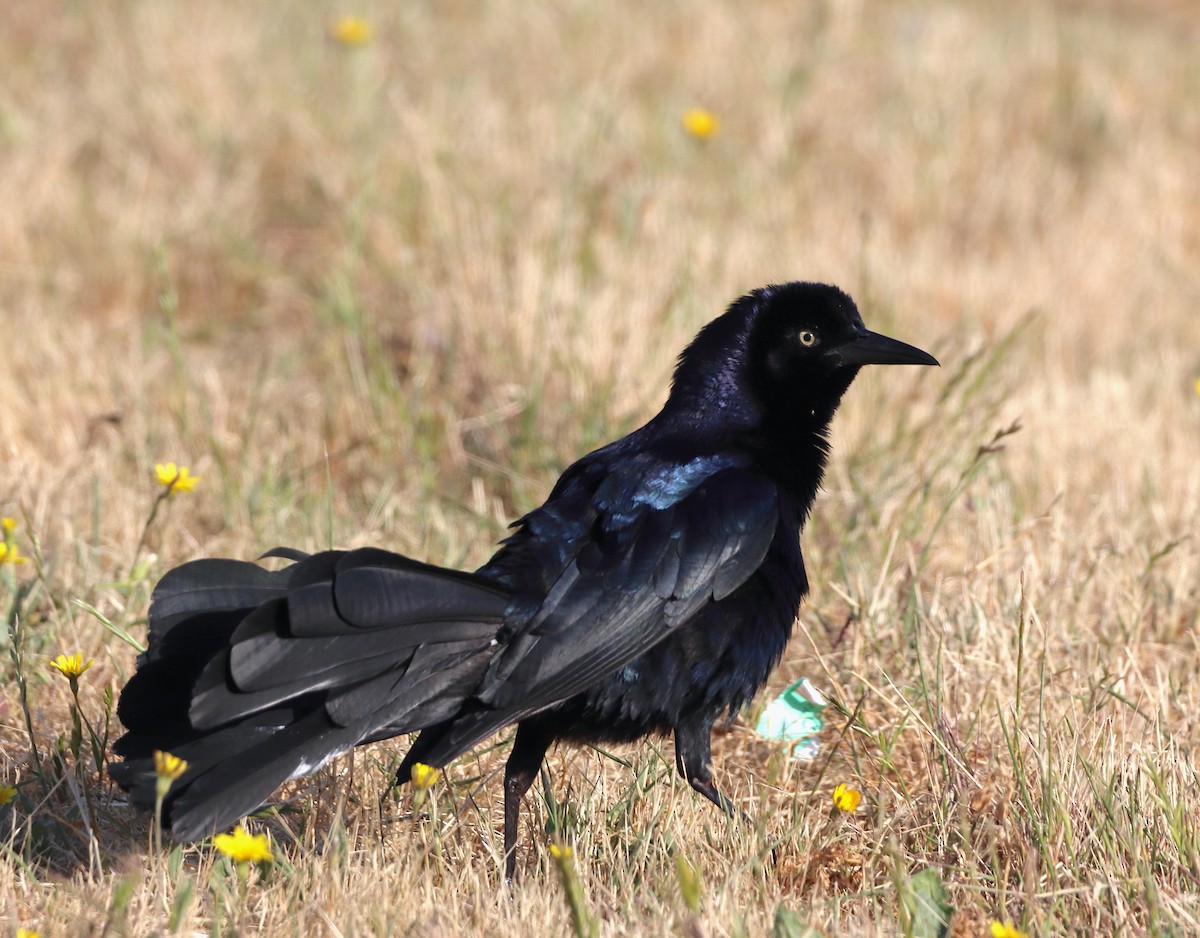 Great-tailed Grackle - ML619860000