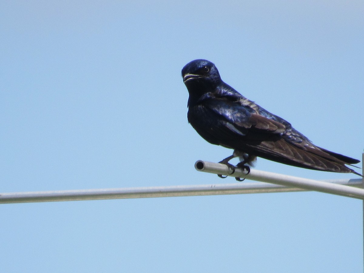 Purple Martin - ML619860004