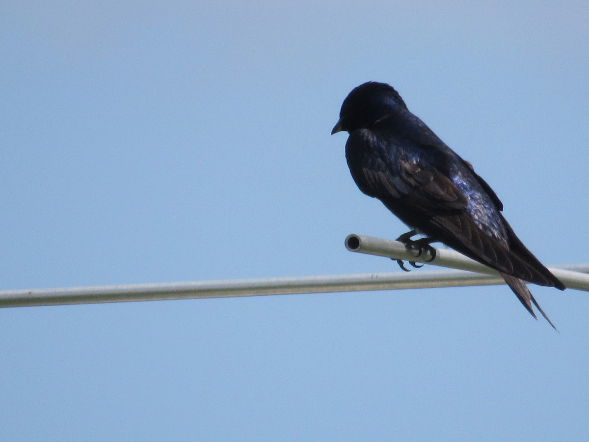 Purple Martin - ML619860005