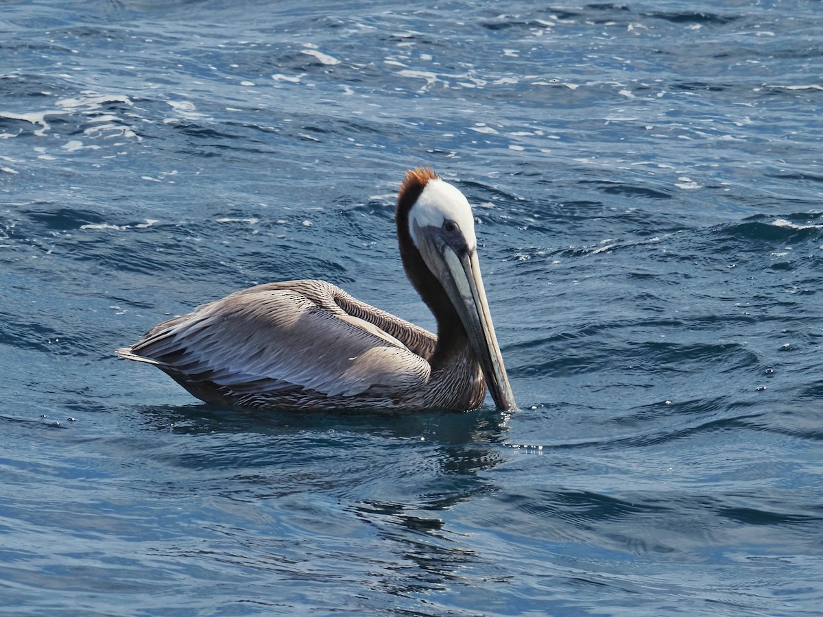 pelikán hnědý - ML619860017