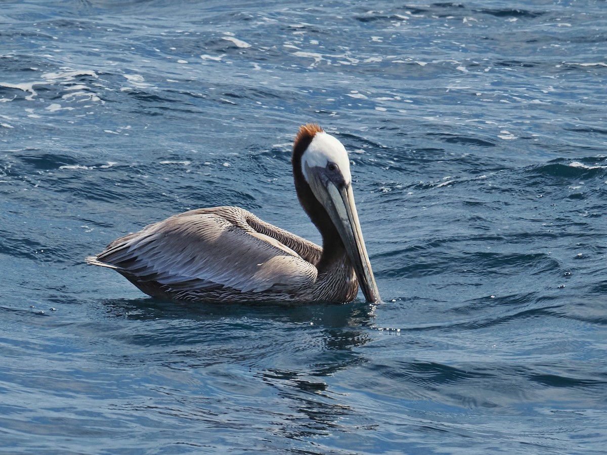 Brown Pelican - ML619860017